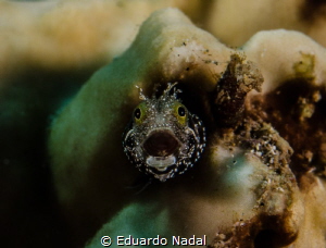 ahhhh by Eduardo Nadal 